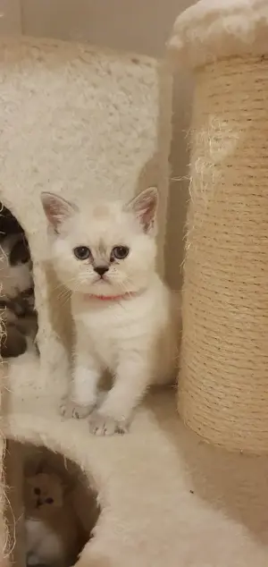 BKH.kitten Britisch Kurzhaar Katzenbaby. Blau Augen.
