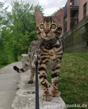 Wundervoller Bengal-Kater sucht ein neues Zuhause