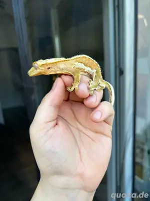 1.0 Pet Only Kronengecko