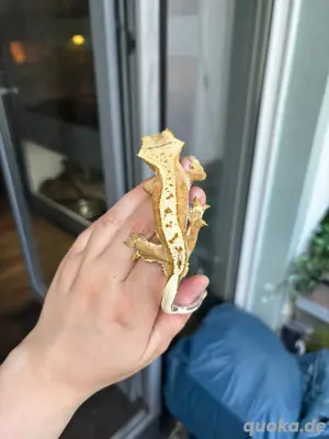 Pet Only Kronengecko