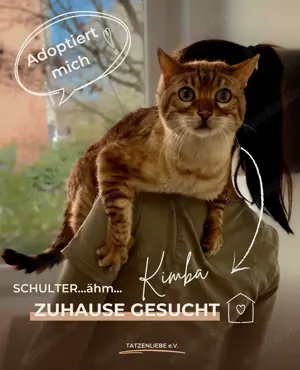 Kater Kimba sucht seine Menschen (Tierschutz)