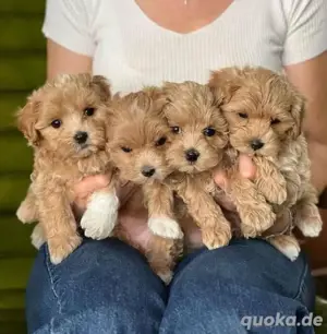 Maltipoo mini welpen
