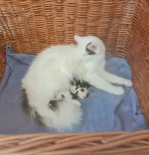 Katzenbabys Türkisch Van  Bkh 