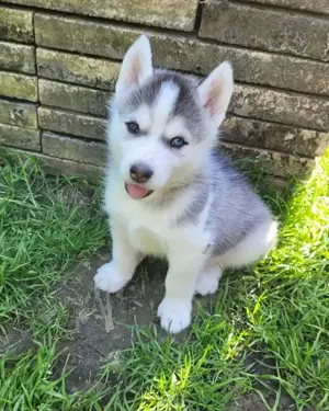 Nur noch 3 Husky Jungs suchen Ihr Zuhause 