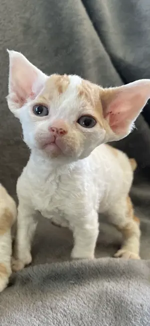 Devon Rex Katerchen, Stammbaum FIFE