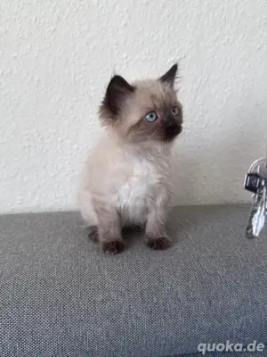 Siamkater 