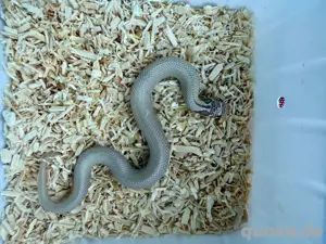 Heterodon nasicus Hakennasennattern