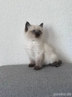 Siamkater 