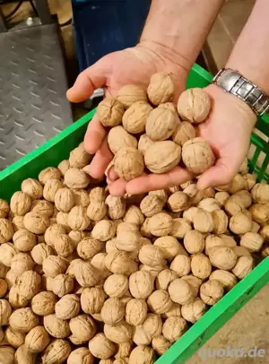 Walnüsse kernels whole 