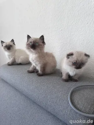 Siamkater 