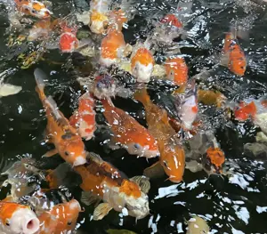 Koi Karpfen in verschiedenen Größen 