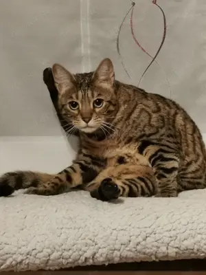 2 Bengalmädchen (Geschwister) abzugeben 