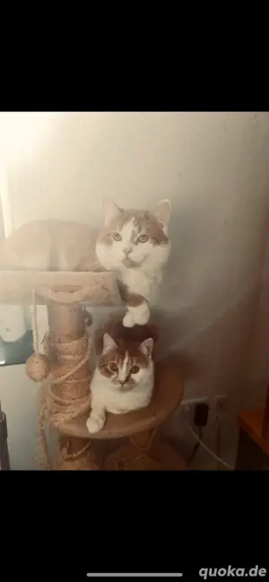 2 Kater abzugeben