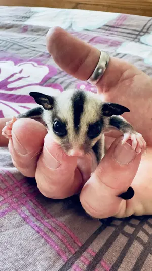 Sugar Glider 1.0 Jungtier ( männlich ), Kurzkopfgleitbeutler
