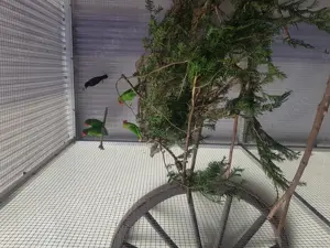 Taranta Bergpapagei 