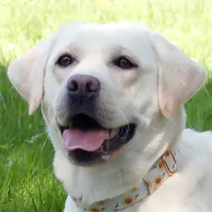 Juna, 1 Jahr - Labrador Retriever (reinrassig - Tierhilfe Franken e.V.