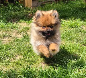 Wunderschöner Pomeranian Zwergspitz Welpe 