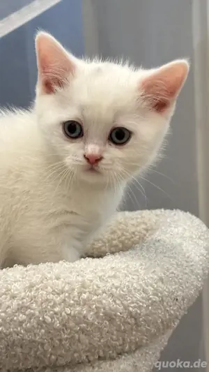 BKH. Kitten 