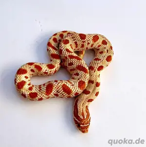 toffeebelly conda  het toxic 