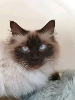 Heilige Birma kastrat kater 