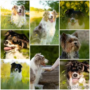 Hundeshooting mit Herz und Geduld 
