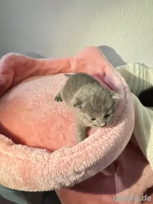 Katzenbeby