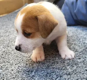 Jack Russel Mischlingswelpen