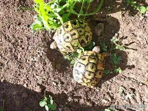 Dalmatinische Landschildkröte