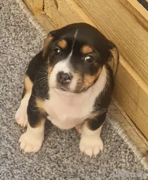 Jack Russel Mischlingswelpen