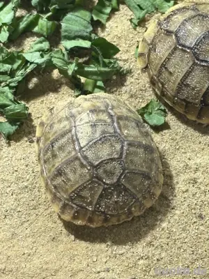 Ägyptische Landschildkröten Testudo kleinmanni zu verkaufen Bild 3