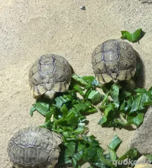 Ägyptische Landschildkröten Testudo kleinmanni zu verkaufen