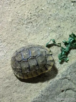 Ägyptische Landschildkröten Testudo kleinmanni zu verkaufen Bild 4
