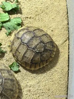 Ägyptische Landschildkröten Testudo kleinmanni zu verkaufen Bild 5