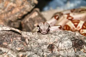 1.0 boa constrictor imperator 