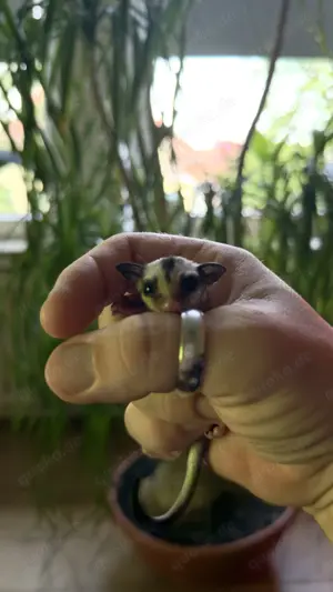 Sugar Glider Nachzucht  0.1 Jungtier ( weiblich ), Kurzkopfgleitbeutler