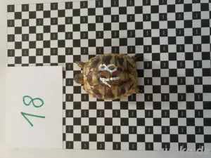 Es sind noch Griechische Landschildkröten zur Abgabe 