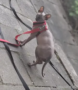 Junger Sphynx Kater 