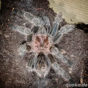1.0 Grammostola rosea (porteri) Vogelspinne