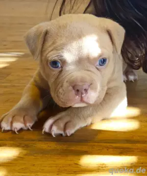 American Bully Pocket Welpen 