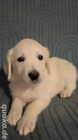 Golden Retriever Welpen