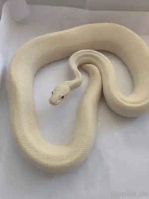 Königspython Ivory Männchen 