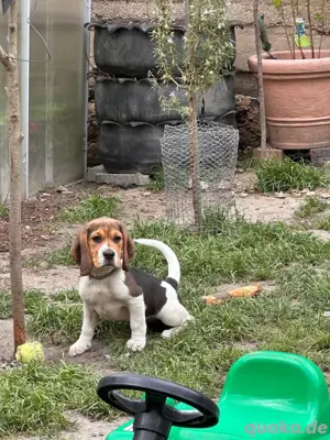 Beagle-Welpen 