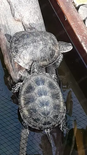 Sumpfschildkröte