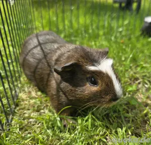 Meerschweinchen männlich