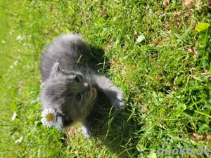 zwecks baby britische kurtzhaar 