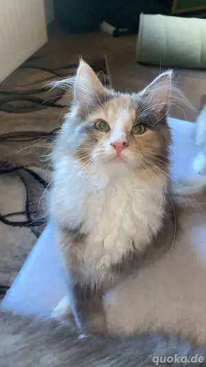 Maine Coon Kitten (Blue-Cream-Tortie-White)