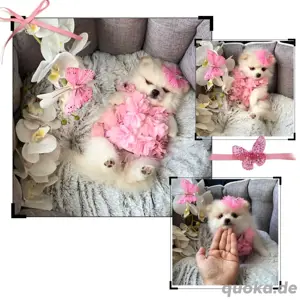 Pomeranian Zwergspitz Welpe