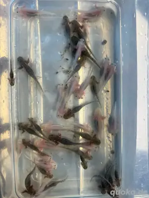 Axolotl Nachwuchs gegen Ende Mai abzugeben  Bild 3