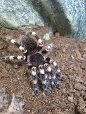 0.1 Acanthoscurria geniculata 