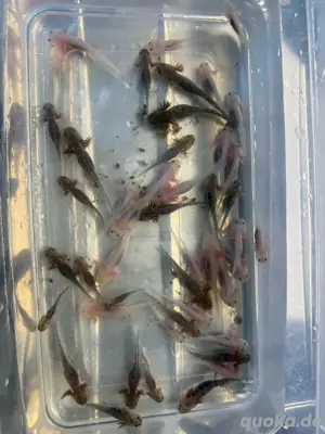 Axolotl Nachwuchs gegen Ende Mai abzugeben 